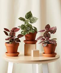 Image result for Hypoestes