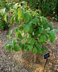 If there's not already one on every corner, there should be. Cornus Florida