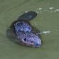 Busy Beavers event image
