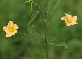 Image result for Sida dregei