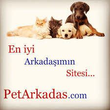 Pet Arkadas Petarkadas Com Kopek Kedi Kus Balik Kemirgen Ve Surungen Yani Tum Evcil Hayvanlarin Pet Sitesi Pet Arkadas Petbul Da Goruntuler Ile Kopek Hayvan