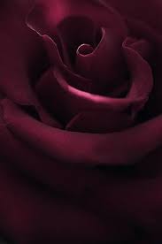 Save $2.00 with coupon (some sizes/colors) 160 Burgundy Roses Ideas Beautiful Roses Flowers Beautiful Flowers
