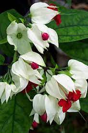 Pin On Garden And Back Yard Ideas And Love Our World