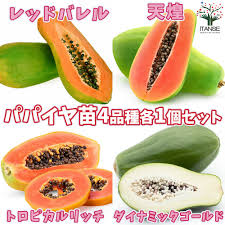 パパイヤの苗 4品種各1個セット(品種:レッドバレル、天煌、トロピカルリッチ、ダイナミックゴールド)【果樹の苗木  3.5号ポット／お買い得4個セット】｜ 【植物のＩＴＡＮＳＥ】全品送料無料・即出荷!