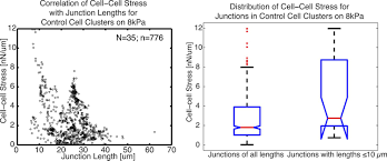 What are the 3 types of cell junctions. Mapping The Dynamics Of Force Transduction At Cell Cell Junctions Of Epithelial Clusters Elife