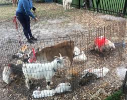 › petting zoo rental near me. Petting Zoo Gallery