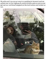 17 Photos That Prove Cats Own Us Not The Other Way Around Cats Cute Funny Animals Animals