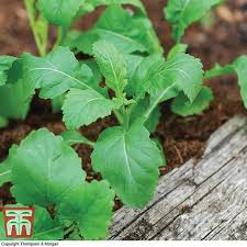 Maybe you would like to learn more about one of these? Wasabi Rocket Seeds Thompson Morgan
