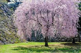 variedades de flores de cerejeira em 2020 flor de cerejeira arvores de crescimento rapido flores