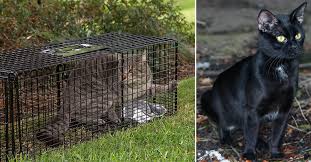 Big cat rescue is working to reduce the spread of the coronavirus in many ways. Chicago Man Has Trapped 30 Feral Cats To Prove A Point And He S Not Done Yet The Animal Rescue Site News