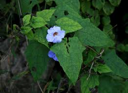 Image result for Thunbergia vogeliana