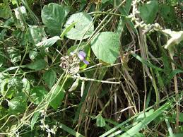 Image result for Calopogonium mucunoides