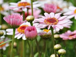 Prodejnu hypermarket tesco ivančice najdete na adrese oslavanská 1548, ivančice. Uzgoj Kanarske Ivancice Sadnja Odrzavanje Razmnozavanje Vrtlarica Hr