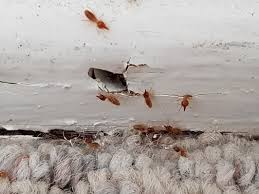 Bribie Island | Total Termite & Pest Control