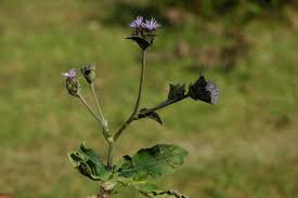 Image result for Elephantopus scaber