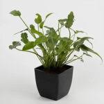 Check spelling or type a new query. Buy Philodendron Xanadu Online At Best Price In Kerala From Geturpet Com