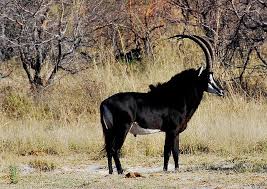 These african animals are rarely seen in isolation. List Of African Animals Beginning With Letters A To Z