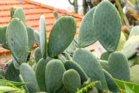 Reproducing prickly pear from the seeds in the fruit is possible and also a great thing to do. Indoor Cactus These 12 Cacti Will Thrive Indoors