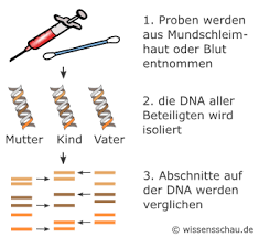 Noch bevor das kind das licht der welt erblickt, lässt sich im labor eine aussage zur vaterschaft tätigen. Vaterschaftstests Einfache Durchfuhrung Strenge Regeln Wissensschau De