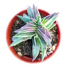 Image result for Crassula alticola