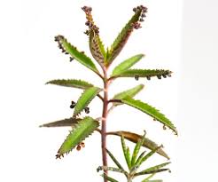 How To Care For Mother Of Thousands Or Millions 6 Steps With Pictures Instructables