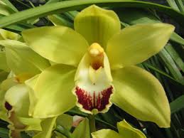 Cymbidiums are native to the foothills of the himalayas and are accustomed to cool conditions. Cymbidium Orchids Flower Power