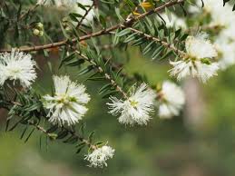 Image result for Melaleuca sp. A (Biegel 5741)