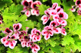 Image result for Pelargonium domesticum round-leaved bushy