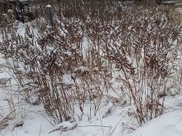 Plant Of The Week Visions In Pink Astilbe The High Line Blog Astilbe Plants Winter Garden