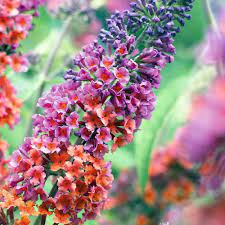 Bicolor Butterfly Bush Buddleia New Quite Distinct Gallon Pot Walmart Com Walmart Com