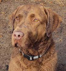 Find chesapeake bay retriever puppies and dogs for adoption today! Chesapeake Bay Retriever Dogs In Canada Canadogs