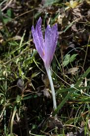 Image result for Colchicaceae