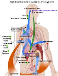 Maybe you would like to learn more about one of these? Renin Angiotensin System Wikipedia