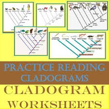 Cladogram Worksheets Teacher Resources Worksheets High School Biology