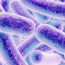 Image result for Clostridioides difficile