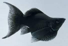 Bahkan, setiap varian dari arwana juga memiliki harga yang bervariasi, tergantung pada keunikan dan ukuran ikan arwana tersebut. Ikan Hias Yang Bisa Dipelihara Tanpa Pompa Oksigen Aerator Binatang Peliharaan