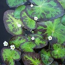 Image result for Nymphoides forbesiana
