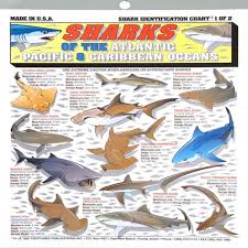 Fishermans Shark Identification Chart 1