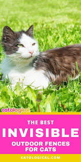 Cats can be successfully trained to use the invisible fence® brand system, both outdoors and indoors. Do You Want Your Cat To Be Able To Roam Freely In Your Yard Without The Fear Of Her Escaping And Getting Hurt An Invisible Fen Invisible Fence Cats Cat Safety