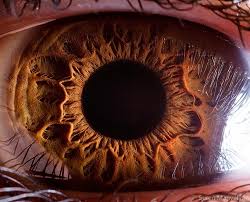 Extreme Close Ups Of The Human Eye Bored Panda You are 1 in 50 people who can tell what these macro photographs are of! extreme close ups of the human eye
