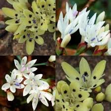 Image result for Lapeirousia littoralis