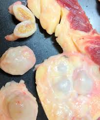 Image result for Oncocalyx bolusii