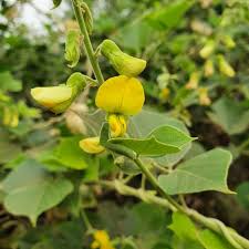 Image result for Rhynchosia totta