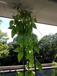ナタマメ栽培報告 Natako 東京ナタマメ会 ジャックの豆の木