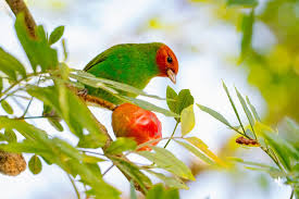 Image result for Bertiera angusiana