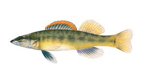 Image result for Peddiea fischeri