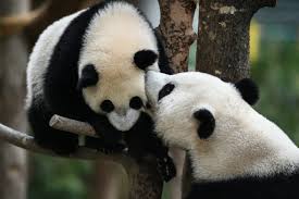Le panda géant a une alimentation composée à 99% de bambou malgré son le panda géant a été déclassé du titre d'espèce « en voie de disparition » à « vulnérable ». Environnement Six Especes D Ours Sont Menacees De Disparition Sciences Et Avenir