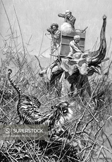 hunting cats of prey tigers hunter shooting riding on elephant India engraving after drawing by Hugo Ungewitter 1895, - SuperStock