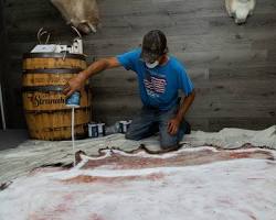 Image of salting a hide