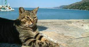 惹人憐愛的貴族 義大利的貓咪 似乎是天生地愛撒嬌 一改過去對牠們的冷漠貴族印象 開始對牠們有了好感 義大利貓不怕人 常常在走累時 總會有一些跟你投緣的貓咪 朝著你依偎過來 有時向你索食 有時一起曬曬太陽 其實大部份時候 只是來打聲招 cats